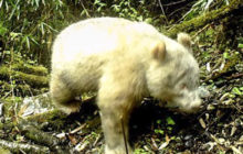 414533_panda 676x431.jpg