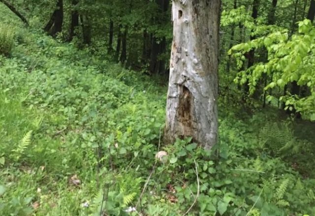414955_lebka 1 676x463.jpg