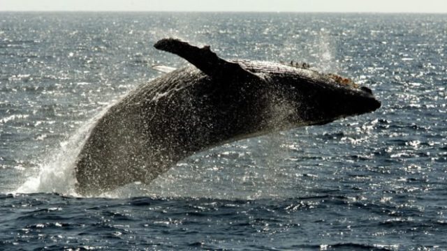 417294_velryba 676x372.jpg