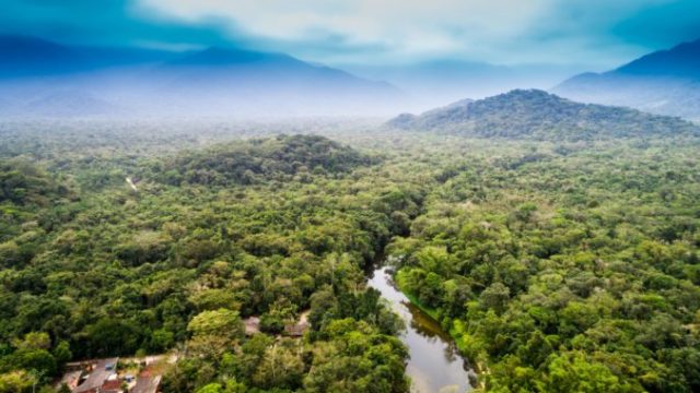 418348_amazon forest 676x450.jpg
