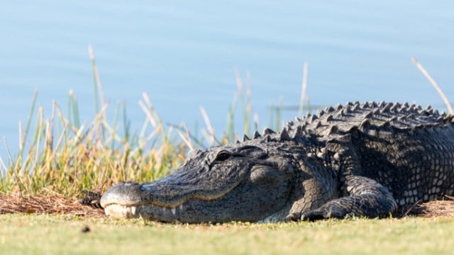 418947_aligator 676x451.jpg