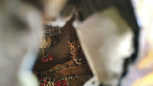 419470_india_wildlife_flooding_66735 3d951f3615f6400a80ca40601e8580cc 676x411.jpg
