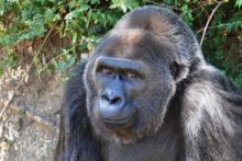 419953_oldest_gorilla_dies_07391 045ed0f3b37c4430ab74cf74ff34f429 676x451.jpg