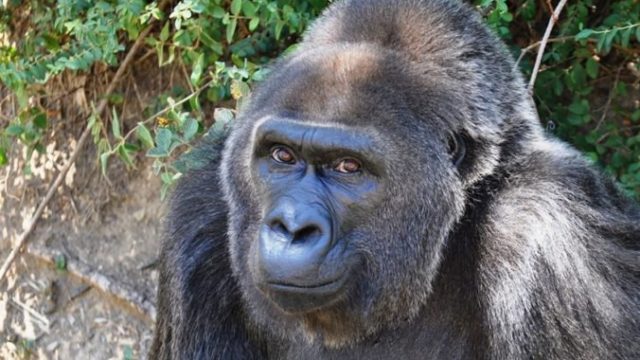 419953_oldest_gorilla_dies_07391 045ed0f3b37c4430ab74cf74ff34f429 676x451.jpg