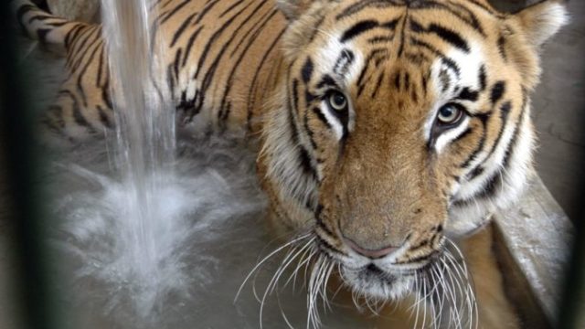 420140_india_tiger_count_73359 9733d3084a684464904bb975afdc0061 676x493.jpg
