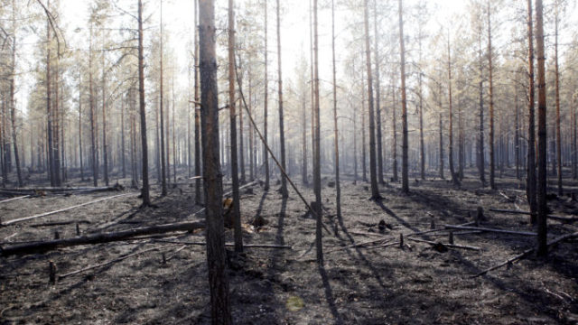 420172_sweden_wildfires_61588 07ccd1af3f6345e89e25072fbe9cab71 676x451.jpg