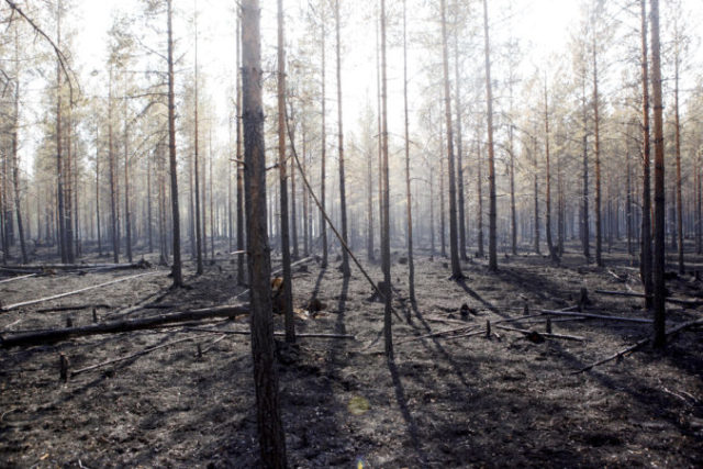 420172_sweden_wildfires_61588 07ccd1af3f6345e89e25072fbe9cab71 676x451.jpg