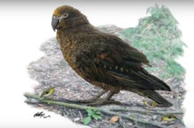 420963_papagaj 676x445.jpg