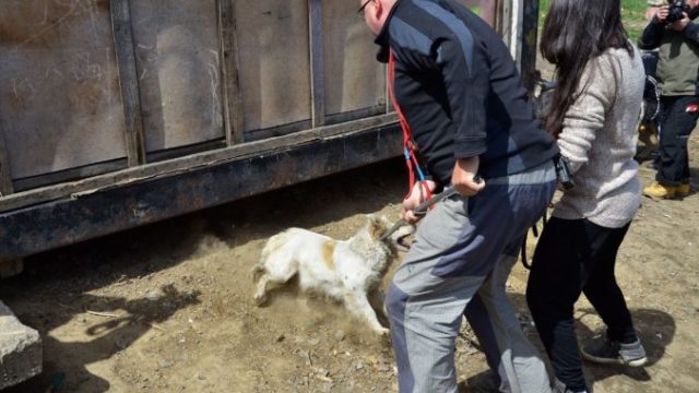 420968_pes romska osada 676x474.jpg