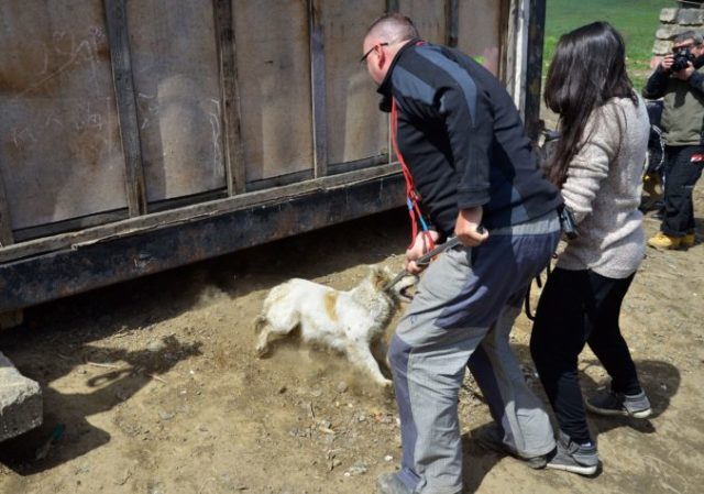 420968_pes romska osada 676x474.jpg