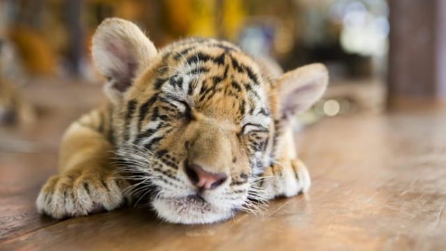 421135_tiger 676x451.jpg
