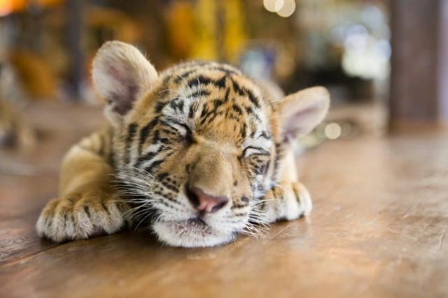 421135_tiger 676x451.jpg