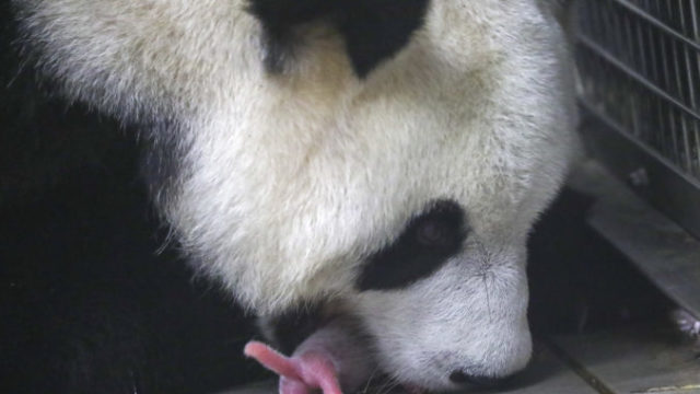 421173_panda 676x476.jpg