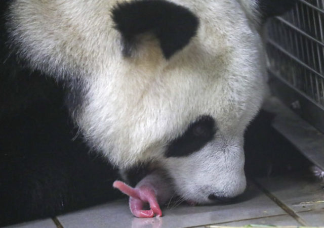 421173_panda 676x476.jpg