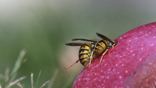421359_osa 676x437.jpg