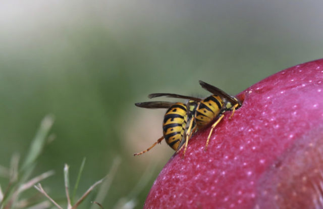 421359_osa 676x437.jpg