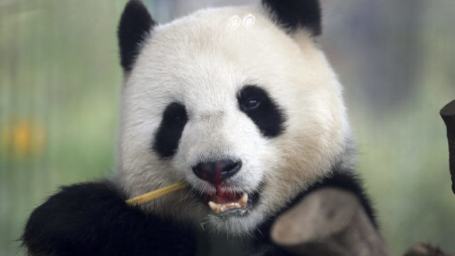 421547_panda 1 676x423.jpg