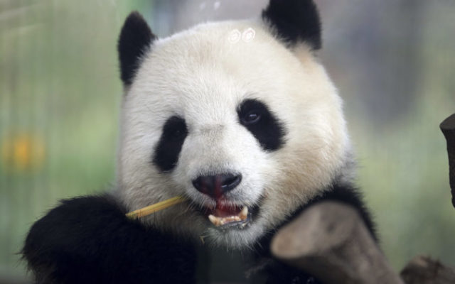 421547_panda 1 676x423.jpg