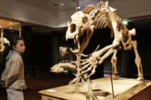 421738_medved 1 676x450.jpg