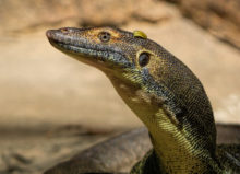 421749_goanna 676x488.jpg