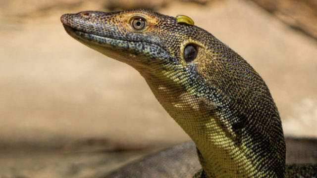 421749_goanna 676x488.jpg