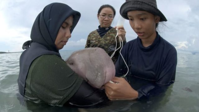 421806_dugong morsky thajsko 676x451.jpg