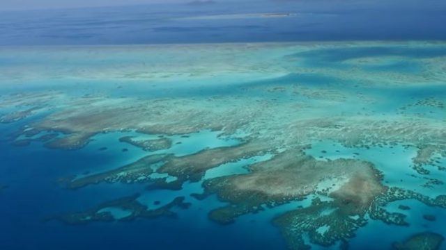 422894_koral 676x370.jpg