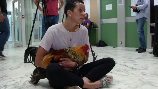 423402_france_noisy_rooster_46568 1fd4e9a980a0417690118996b4a029c5 676x457.jpg