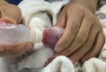 423457_panda 1 676x462.jpg