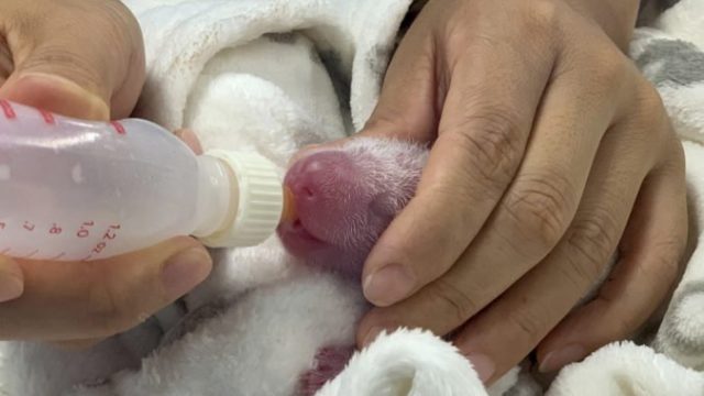 423457_panda 1 676x462.jpg