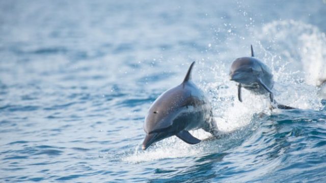 424059_delfin 676x451.jpg