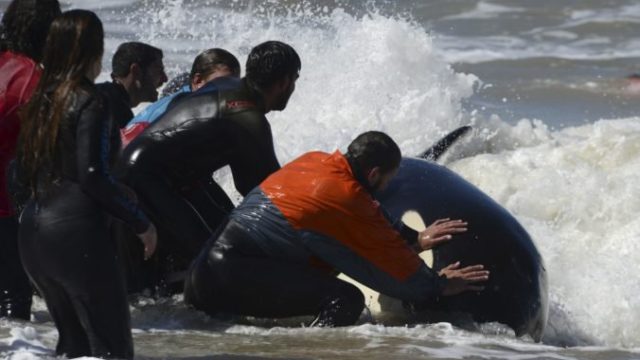 424331_argentina_beached_whales_99013 45d0803cbd014f14838214b77ee064b9 676x425.jpg