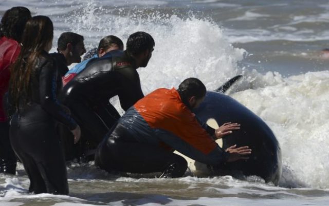424331_argentina_beached_whales_99013 45d0803cbd014f14838214b77ee064b9 676x425.jpg