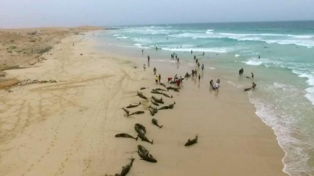 425310_cape_verde_dolphin_deaths_06818 211b1a2a6fc141cf8caa40d31d615d75 676x467.jpg