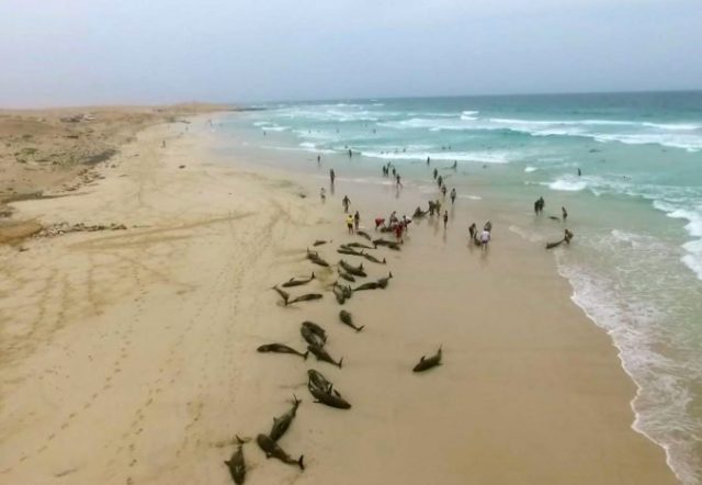 425310_cape_verde_dolphin_deaths_06818 211b1a2a6fc141cf8caa40d31d615d75 676x467.jpg