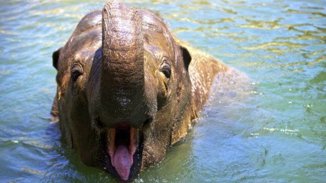 425320_zoo_elephant_euthanized_05846 c9c1503583e04204bef124699fa4f714 676x486.jpg