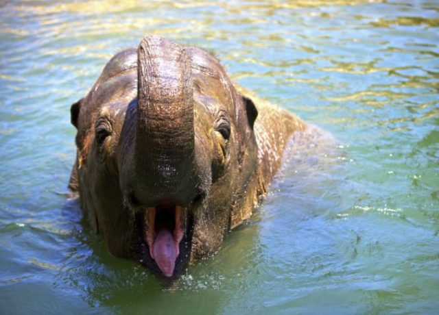 425320_zoo_elephant_euthanized_05846 c9c1503583e04204bef124699fa4f714 676x486.jpg