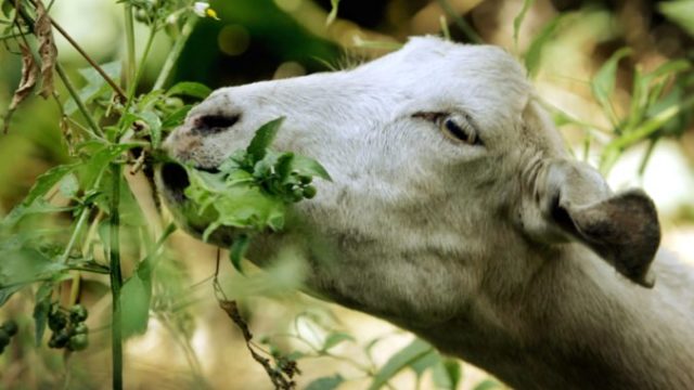 425580_koza 676x462.jpg