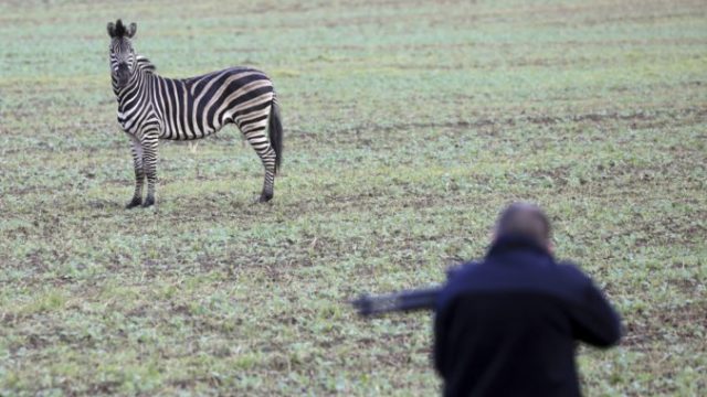 425783_zebra 676x415.jpg