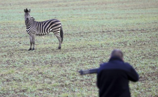 425783_zebra 676x415.jpg