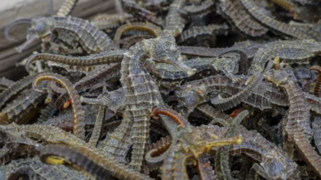425953_peru_seahorses_seized_04980 b71096134f234d3c8dbe8d8d5eff9fb2 676x451.jpg