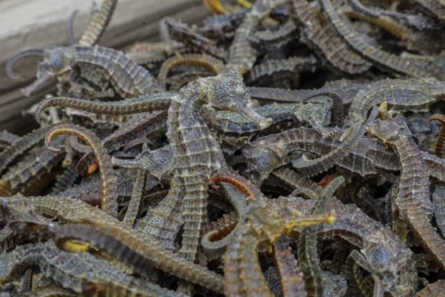 425953_peru_seahorses_seized_04980 b71096134f234d3c8dbe8d8d5eff9fb2 676x451.jpg