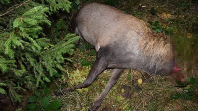 426214_pytliaci 2 676x451.jpg