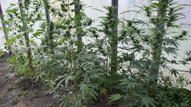 426883_marihuana 2 1 676x481.jpg