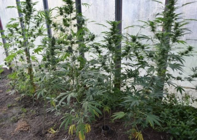 426883_marihuana 2 1 676x481.jpg