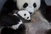 427215_germany_panda_bears_63260 44c7a497e93f48bcaf0a54e806cdd013 676x451.jpg