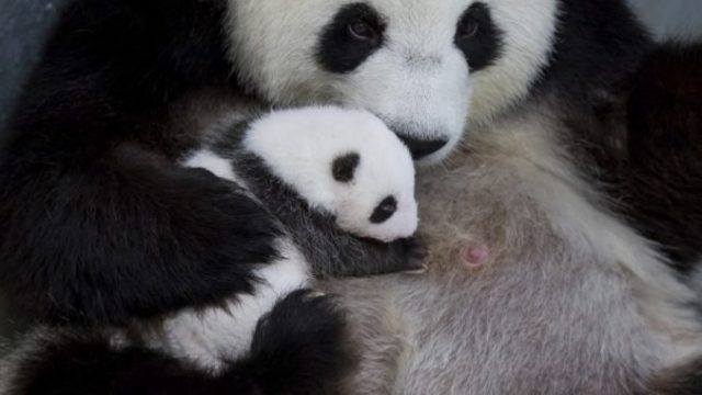 427215_germany_panda_bears_63260 44c7a497e93f48bcaf0a54e806cdd013 676x451.jpg