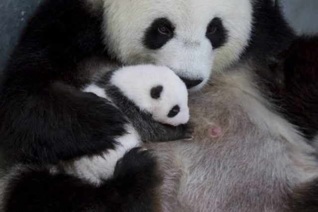 427215_germany_panda_bears_63260 44c7a497e93f48bcaf0a54e806cdd013 676x451.jpg