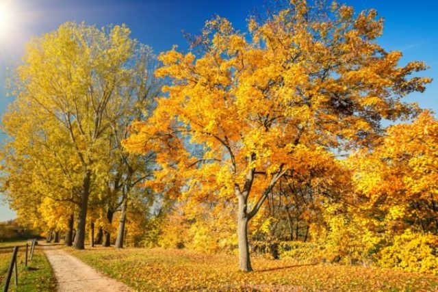 427281_jesen slnko 1 676x451.jpg