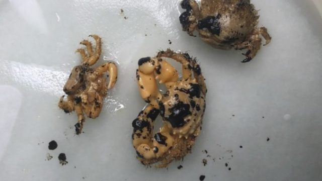 428092_brazil_oil_spill_fishermen_36801 cdc654dc99ef44ac81ff3df1d26bda38 676x472.jpg